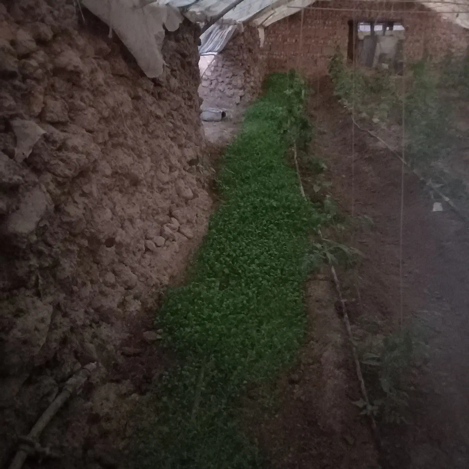 سبزی گلخانه‌ای|گل و گیاه طبیعی|نیمروز, |دیوار