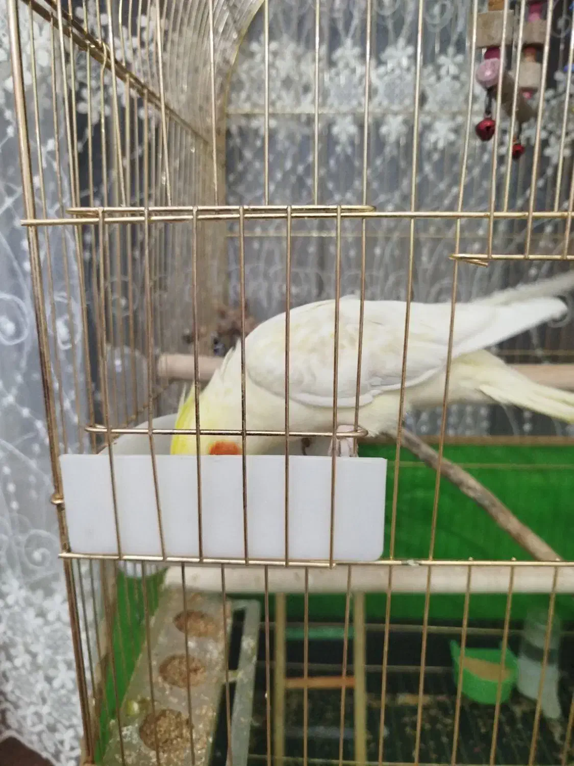 عروس هلندی ماده و سر حال|پرنده|زنجان, |دیوار