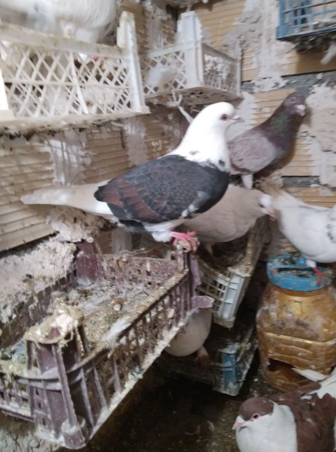 کبوتر|پرنده|سجاس رود, |دیوار