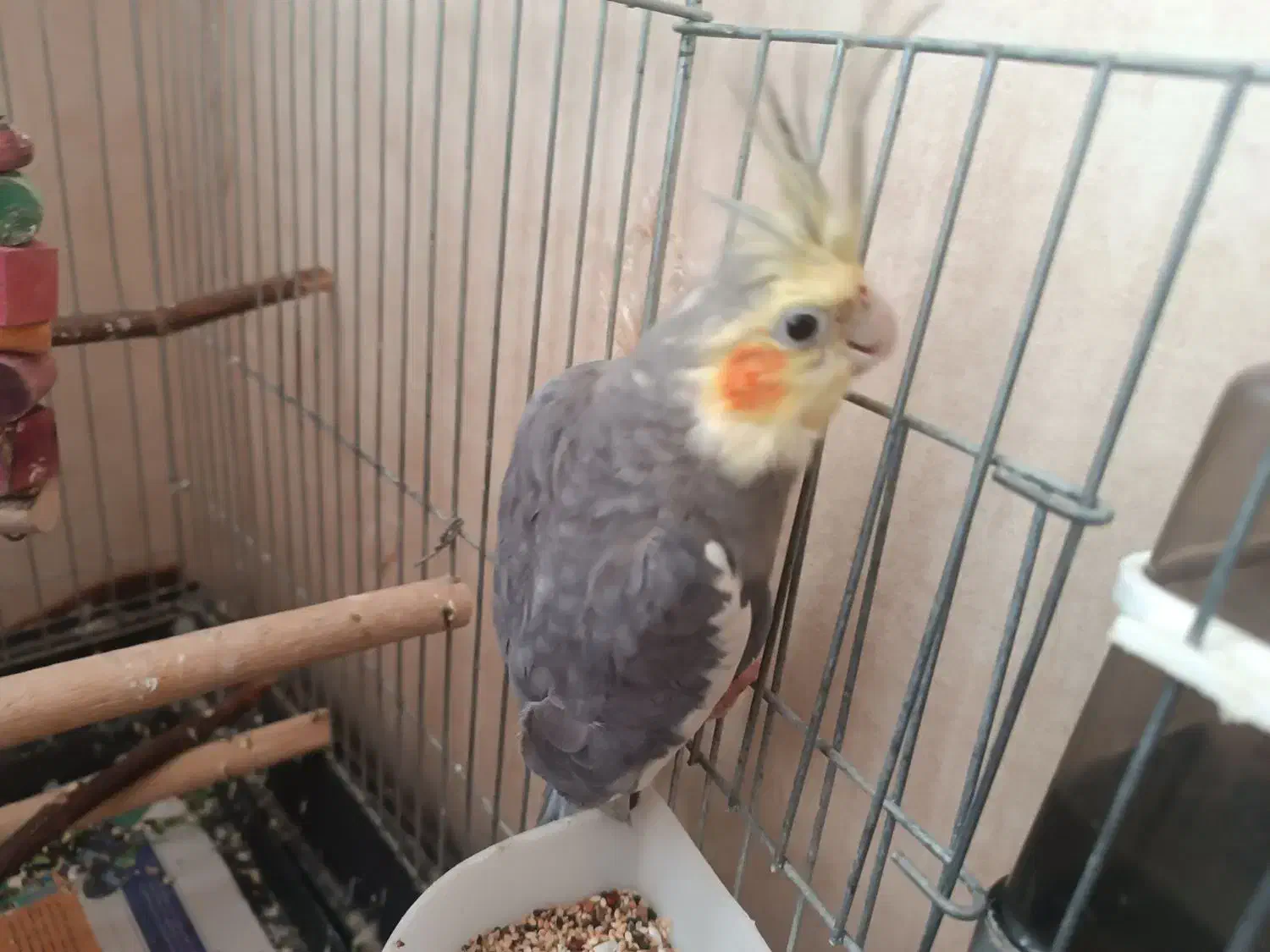 عروس هلندی نر نیمه رام|پرنده|قدس, شهرقدس|دیوار