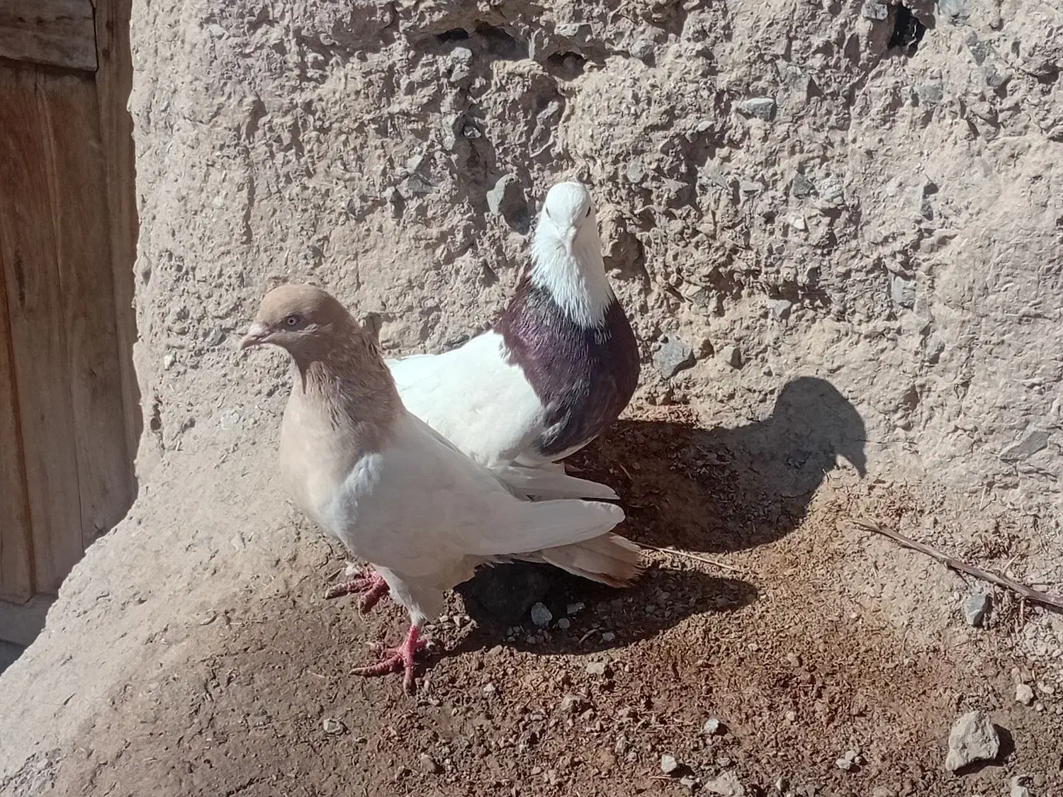 طوقی کله|پرنده|قهستان, |دیوار