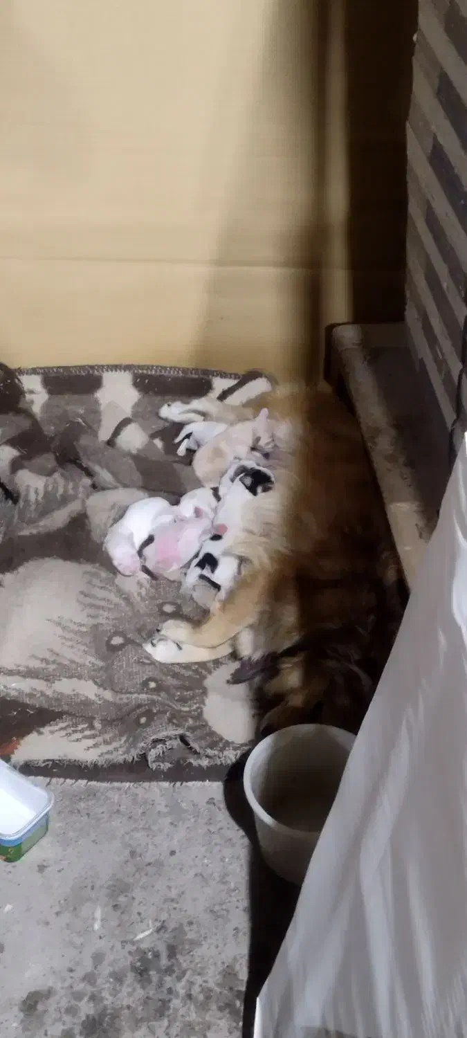 توله سگ پاکوتاه|سگ|تبریز, |دیوار