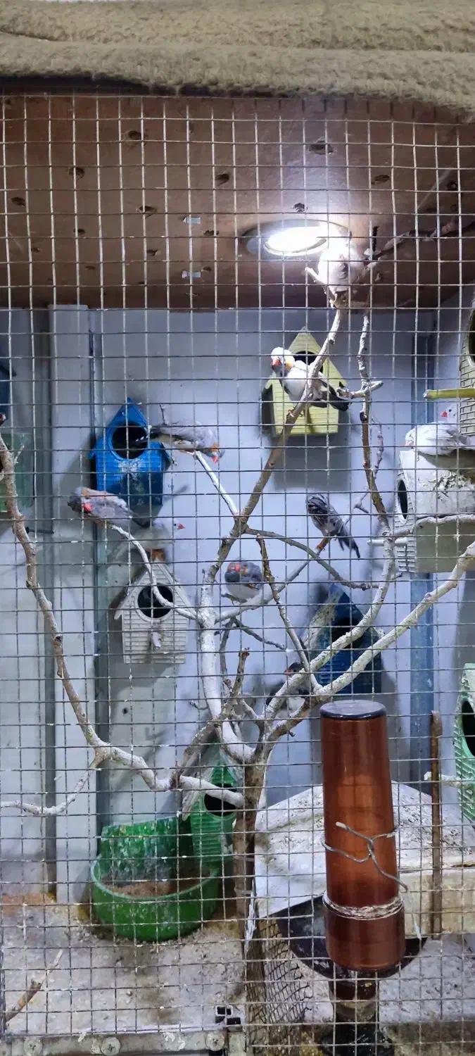 مرغ عشق و فنچ با قفس یکجا|پرنده|قزوین, |دیوار