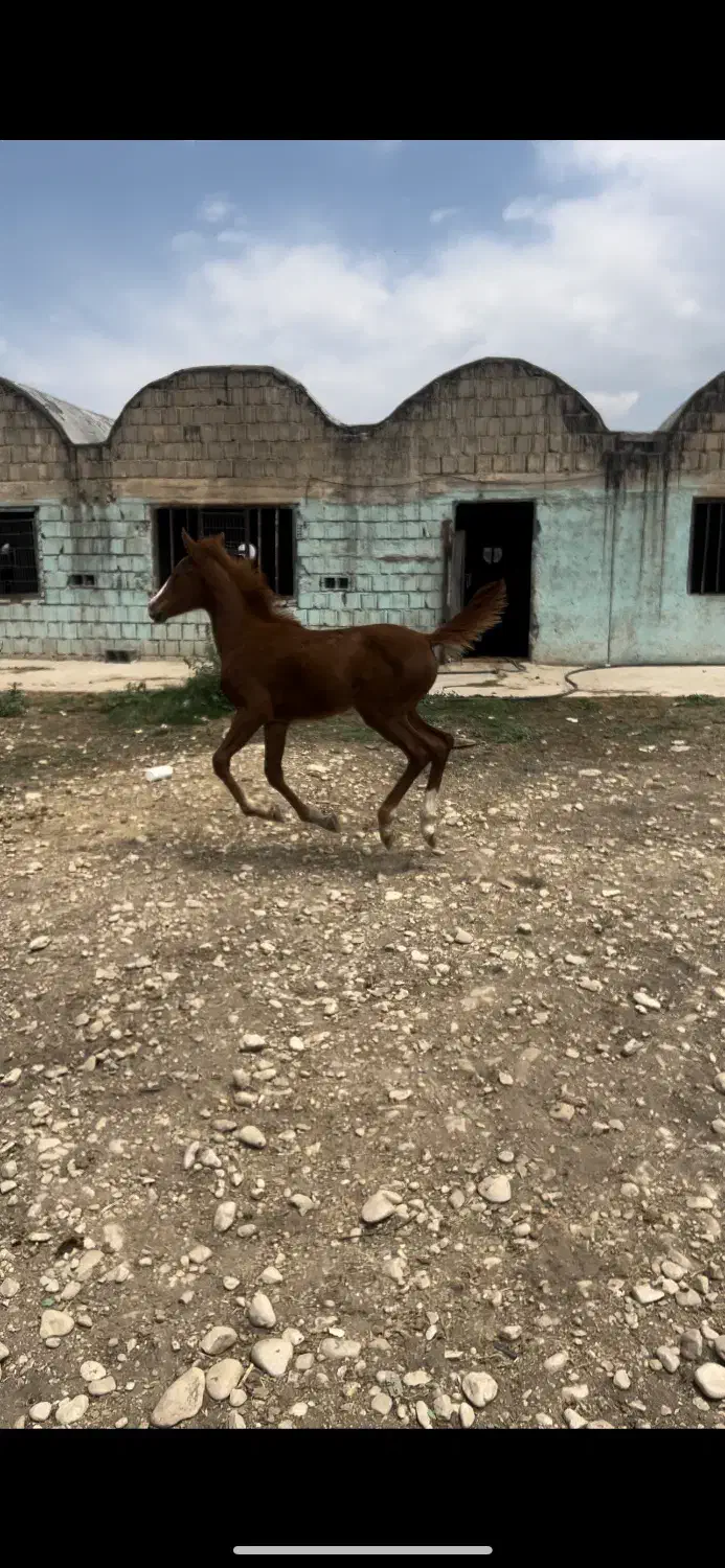 کره مادیون جنس دار درجه یک دنیای خون|اسب و تجهیزات اسبسواری|شیراز, قلات|دیوار