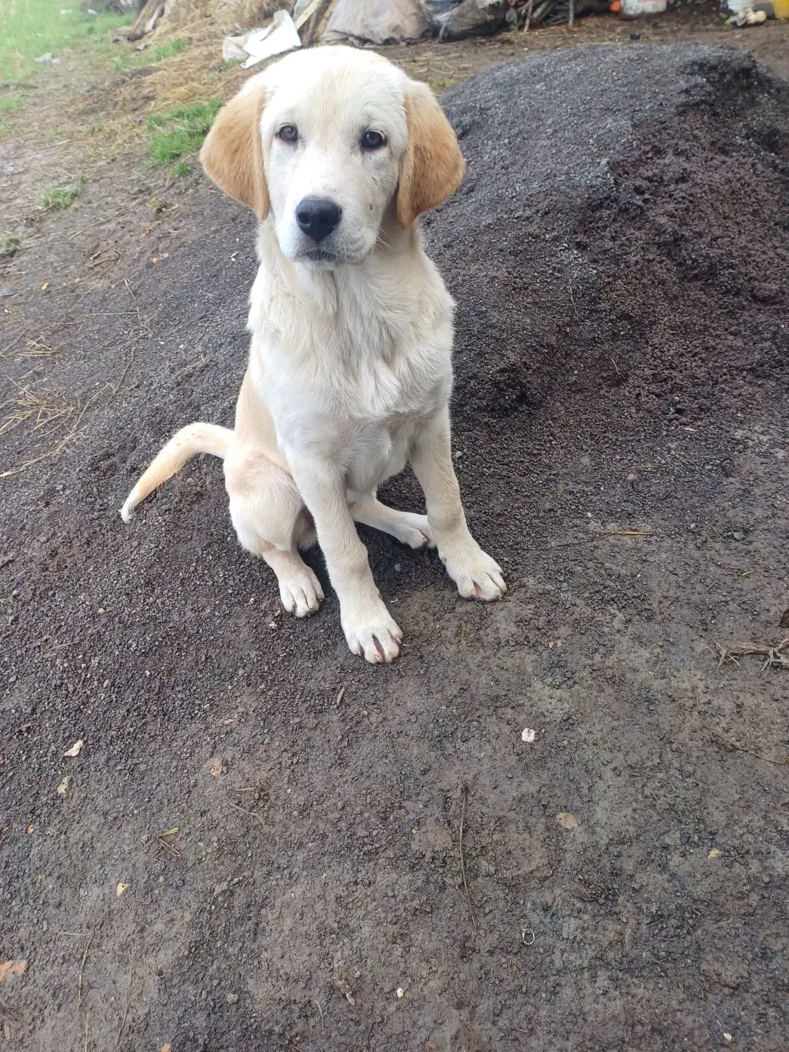 سگ پژدر|سگ|رودبنه, |دیوار