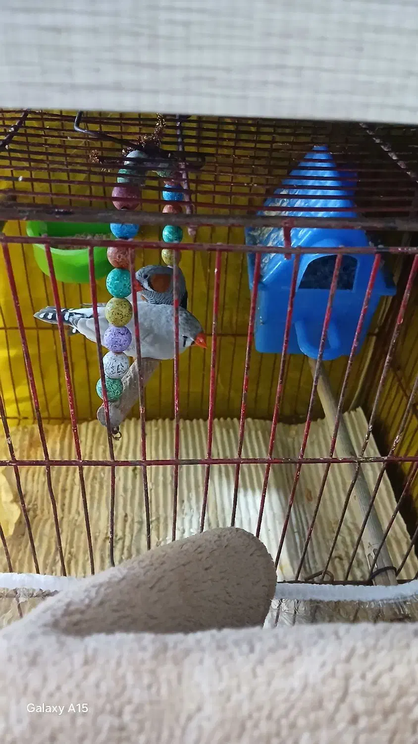 یک جفت فنچ|پرنده|شیروان (خراسان), |دیوار