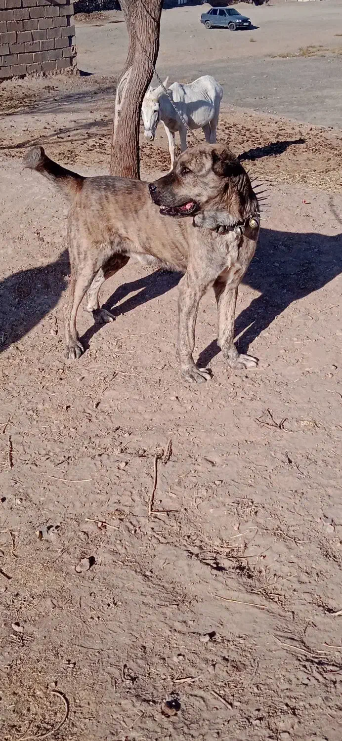 سگ گلگی|سگ|نیمبلوک, |دیوار