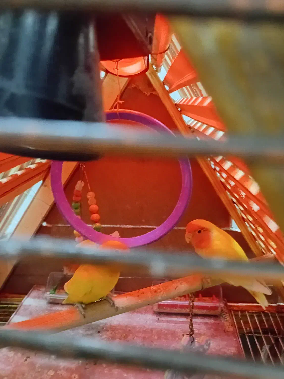 فروش قفس چوبی دستکش ساز شیک با عروس وکوتوله|پرنده|یزد, |دیوار