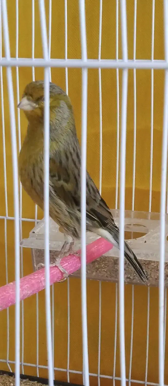 پرنده|پرنده|مشهد, امام رضا (ع)|دیوار