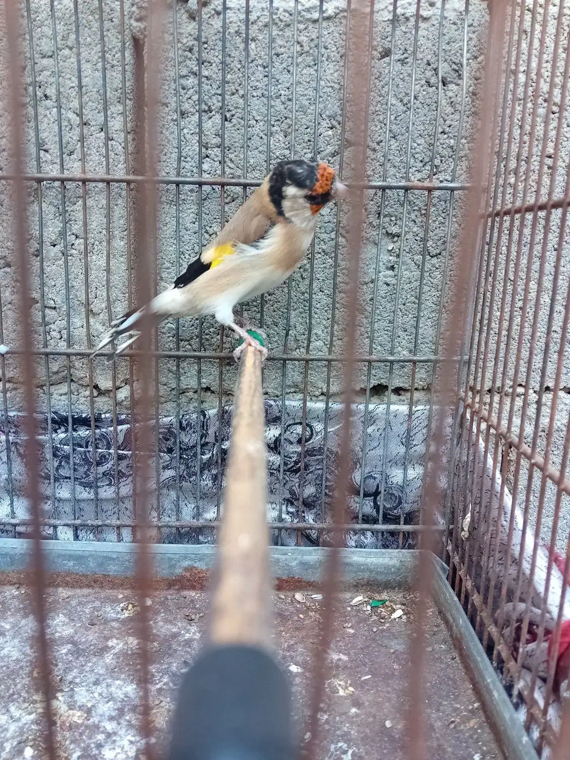 وسایل تزیینی|مجسمه، تندیس، ماکت|میاندوآب, |دیوار