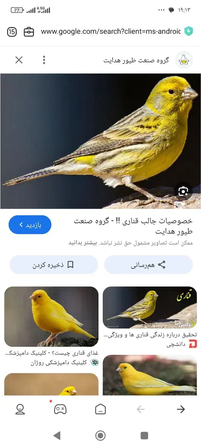 عروس هلندی پیدا شده|پرنده|کرمانشاه, |دیوار