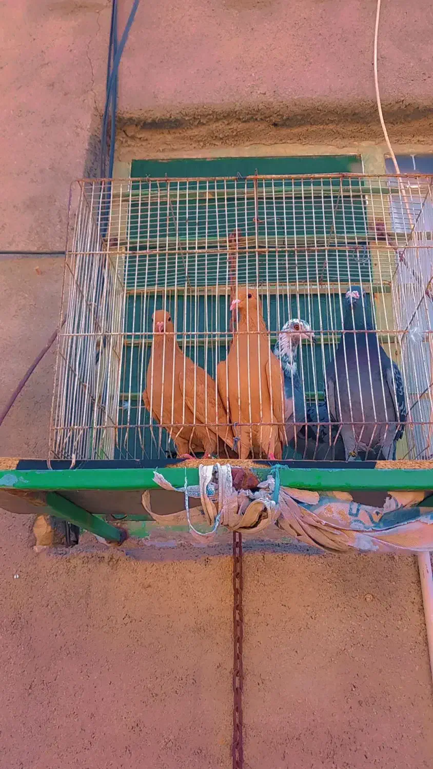 زردکرمونیجوجه|پرنده|کاشمر, |دیوار