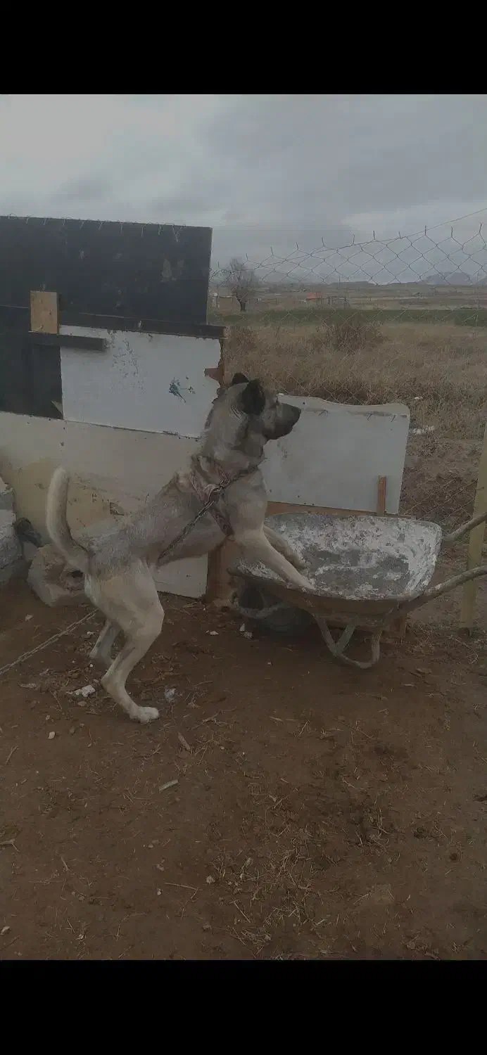 سگ سرابی|سگ|ماکو, |دیوار