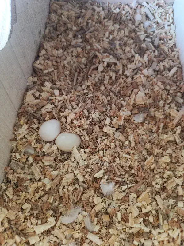 عروس هلندی|پرنده|سهند, |دیوار