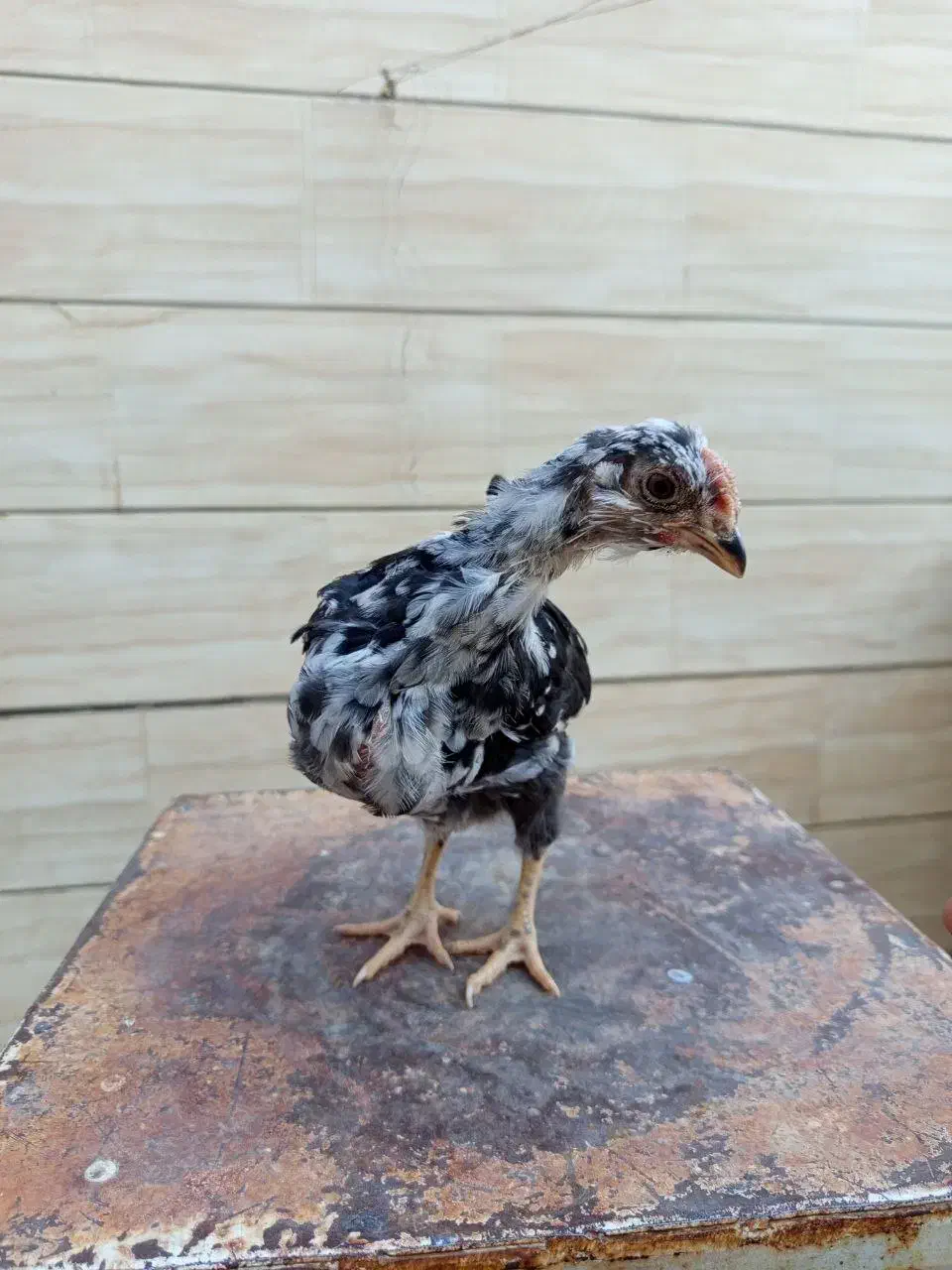 نیمچه گلین خروس آینده دار|حیوانات مزرعه|شهرکرد, |دیوار