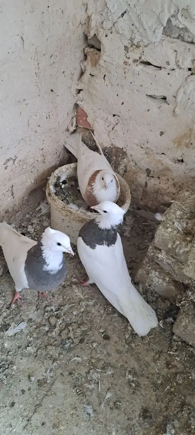 کفتر طوقی|پرنده|مشهد, هفده شهریور|دیوار