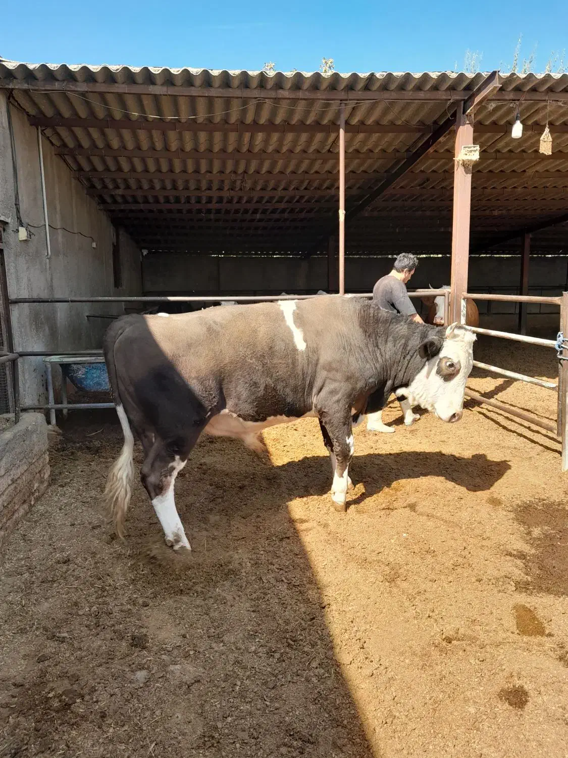 ۲ عدد گوساله نر|حیوانات مزرعه|شاهدشهر, |دیوار