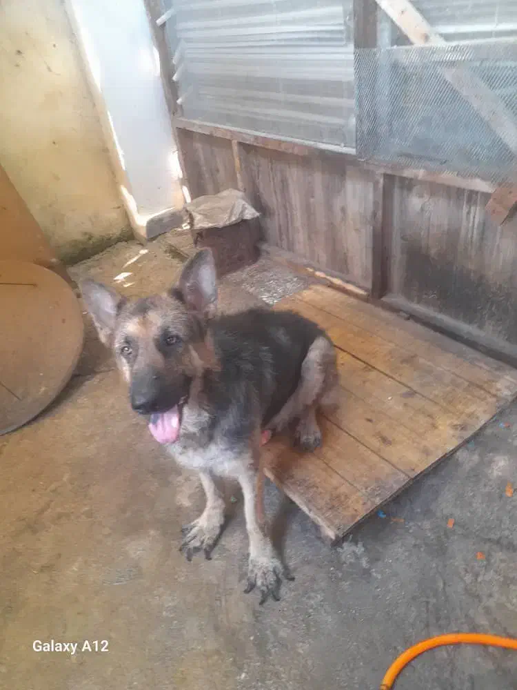 واگذاری رایگان سگ ژرمن نر|سگ|لنگرود, |دیوار