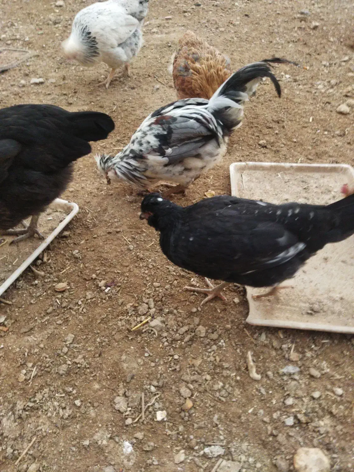 چند عدد مرغ و جوجه گلین|حیوانات مزرعه|لاران, |دیوار