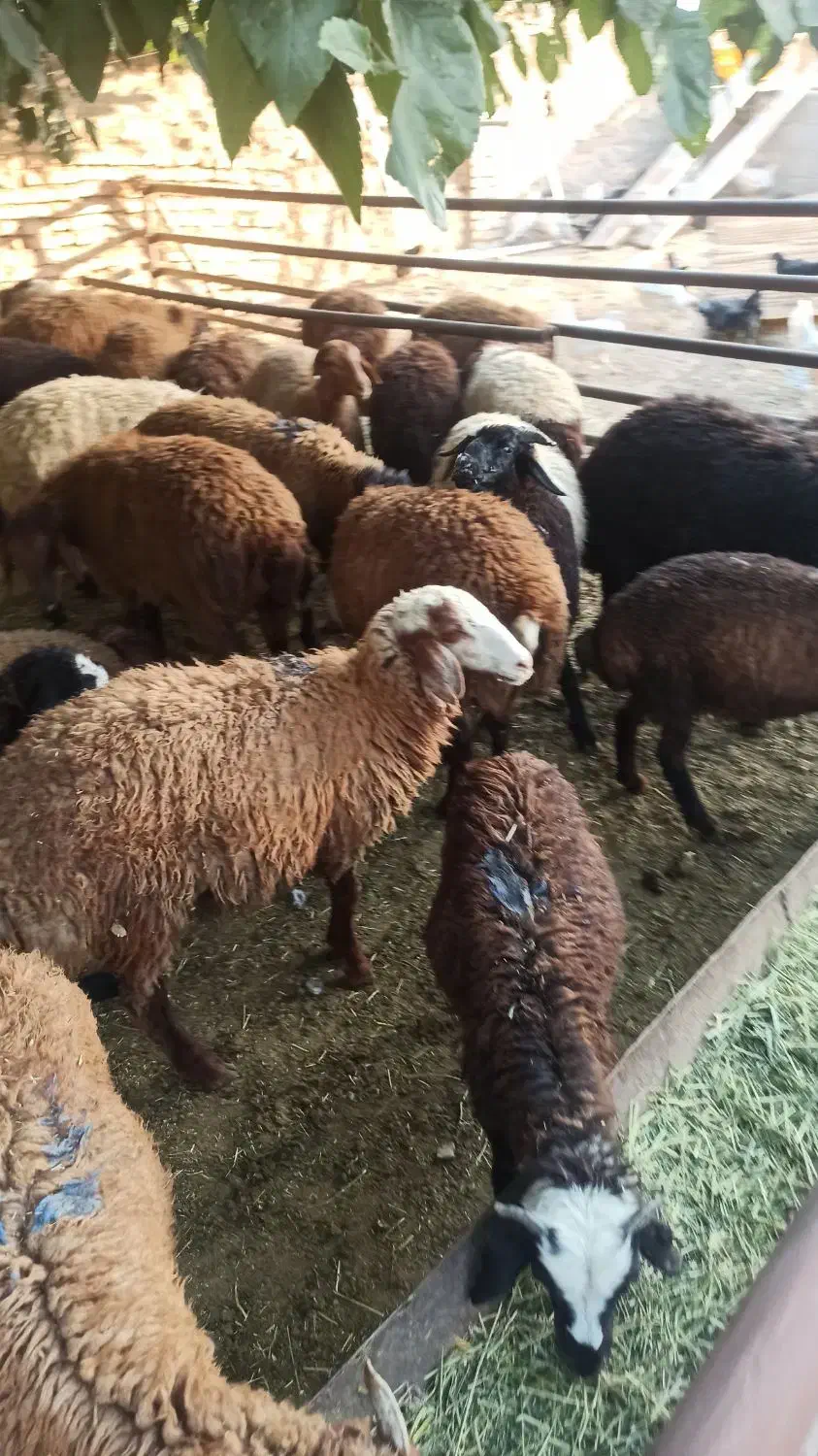 فراورده گوشتی گوسفند بز غاله زنده پروش ییلاقی|حیوانات مزرعه|لواسان, |دیوار