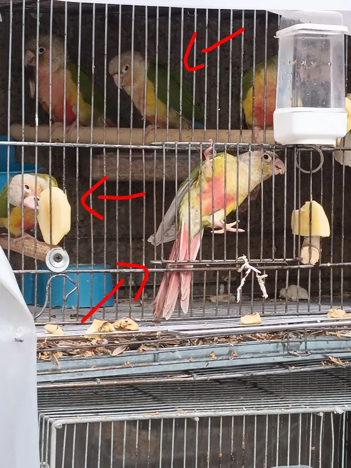 طوطی گرینچیک 3 ماهه دونخور تعویض با خورشیدی|پرنده|پاکدشت, حصار امیر|دیوار