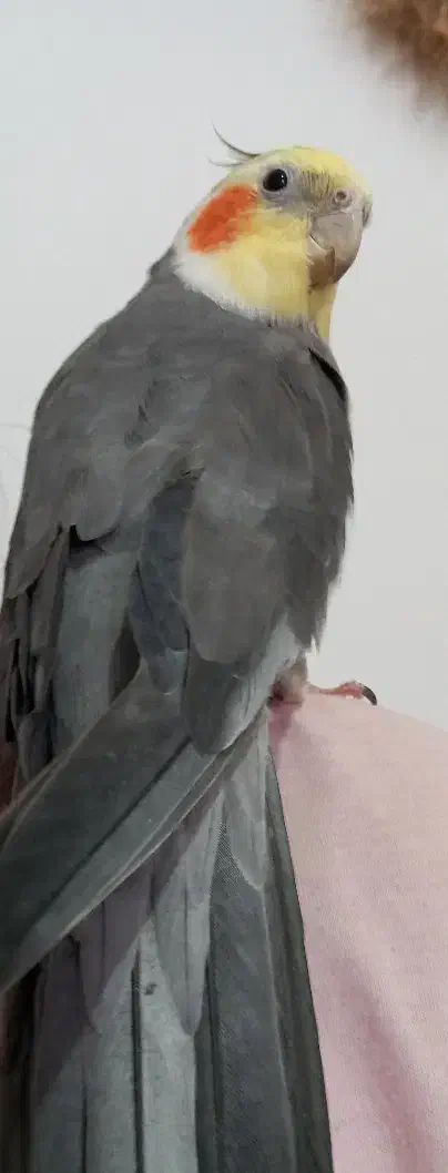 عروس هلندی زیبا|پرنده|محمدشهر, کوی بهار|دیوار