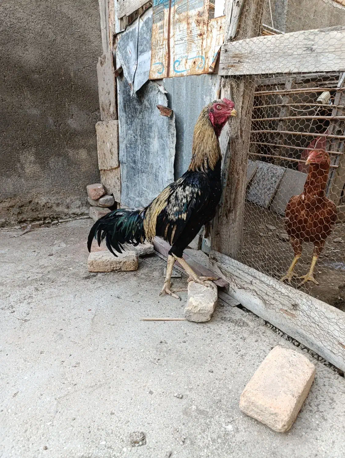 خروس لاری صابونی|حیوانات مزرعه|گمیشان, |دیوار