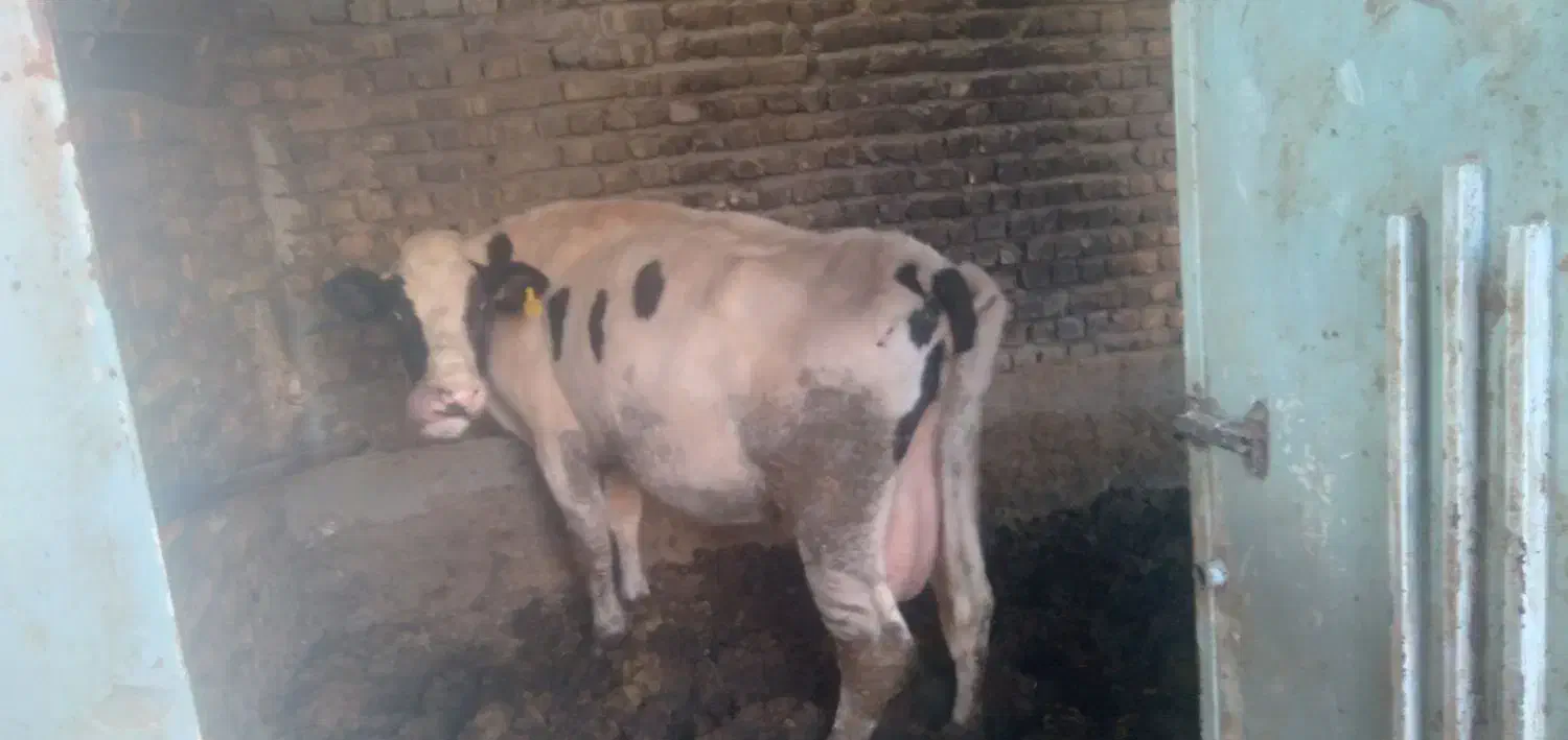 گاو وگوساله نر|حیوانات مزرعه|قنوات, |دیوار