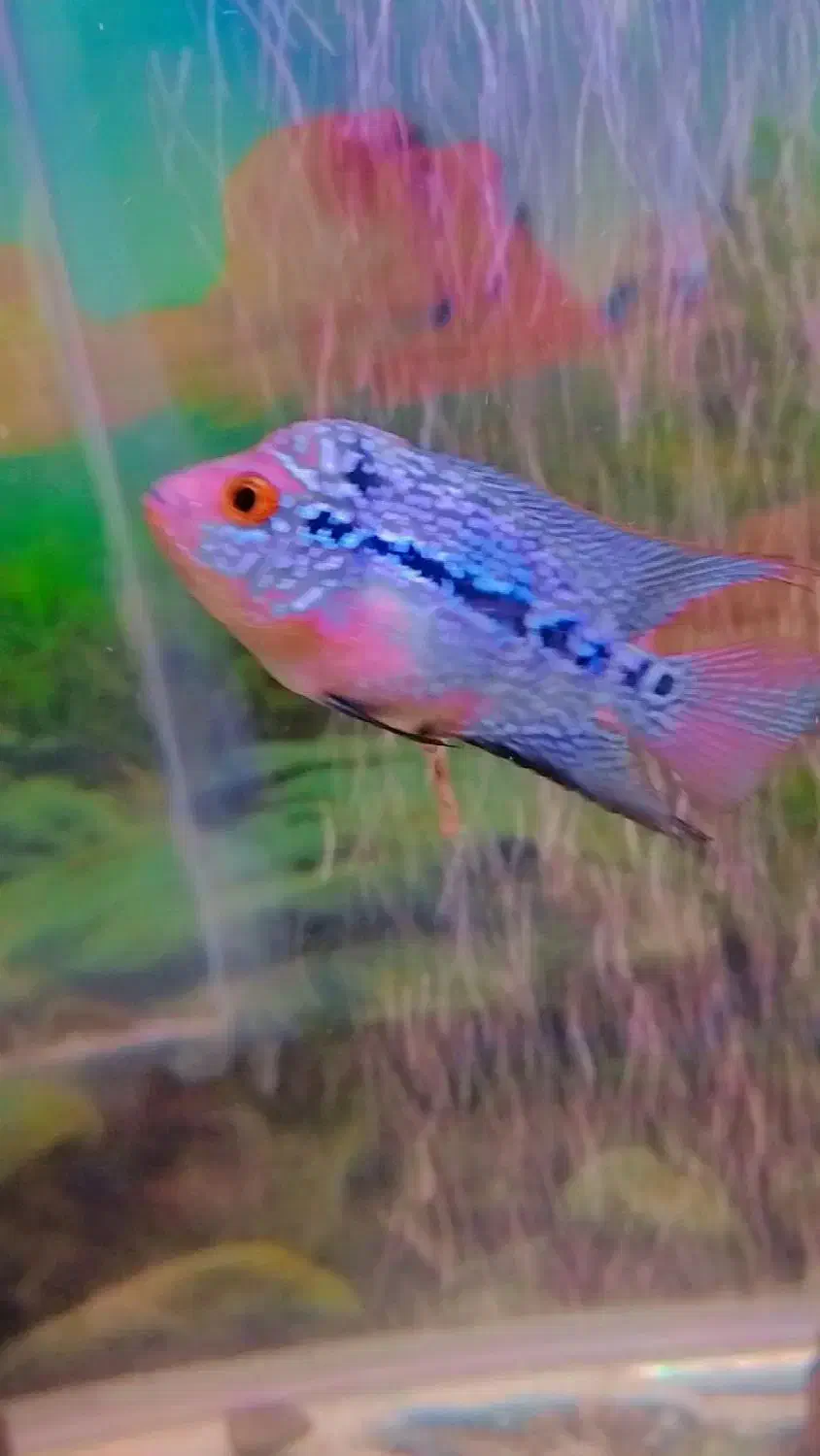 جوجه فلاور رد دراگون|ماهی|کرج, حصارک پایین|دیوار