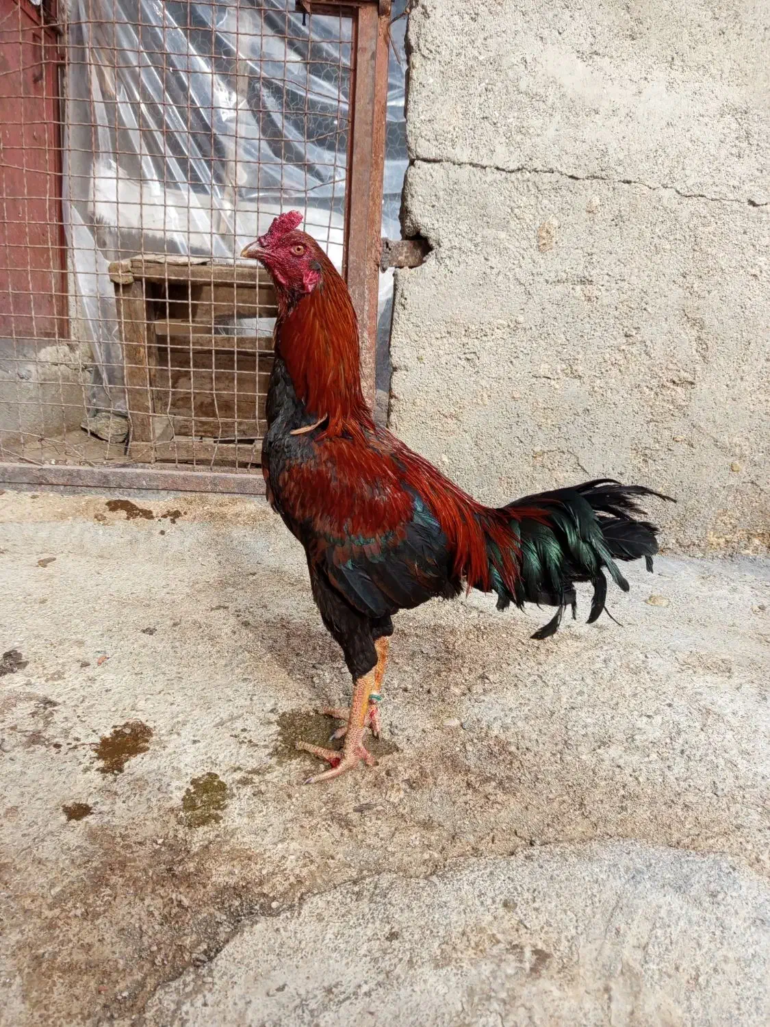 خروس لاری|حیوانات مزرعه|سروآباد, |دیوار