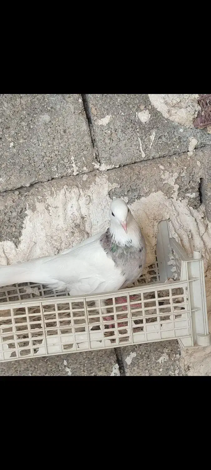 کبوتر|پرنده|نورآباد ممسنی, |دیوار