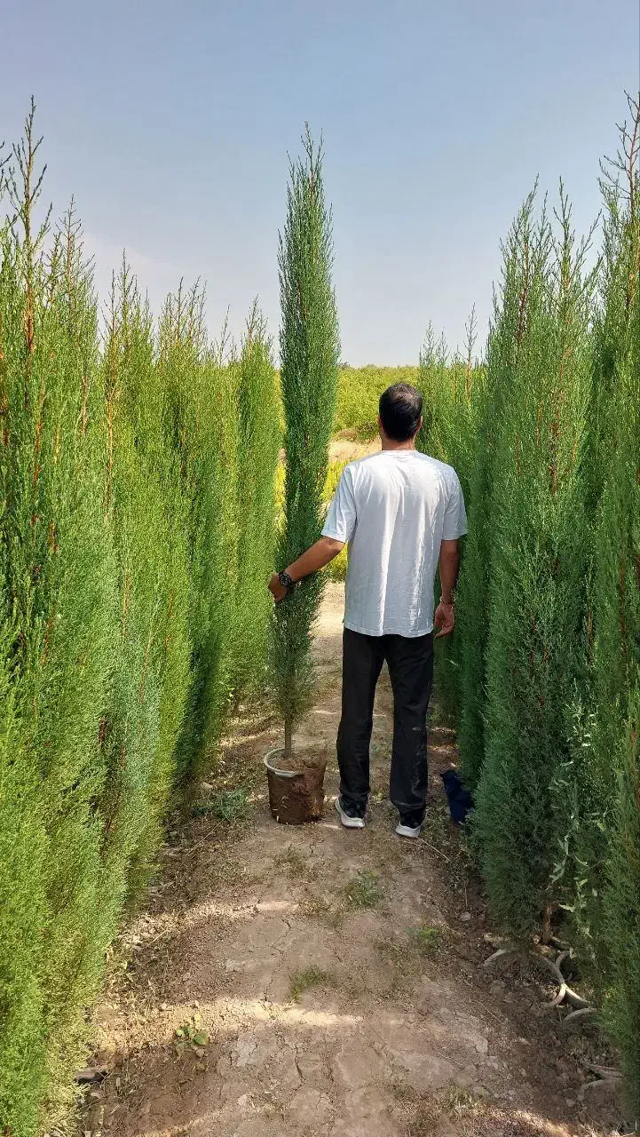 سرو شیراز سرو ناز سرو شیرازی سروشیراز|خدمات باغبانی و درختکاری|شیراز, شهرک بزین|دیوار