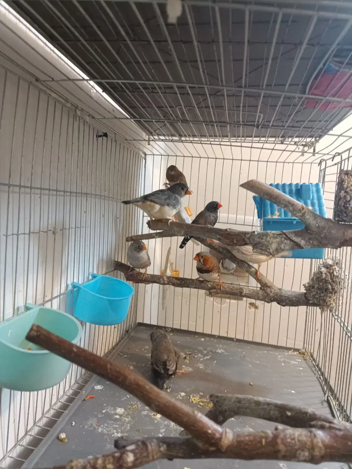 فنج زبرا|پرنده|صدرا-فارس, فاز ۱|دیوار