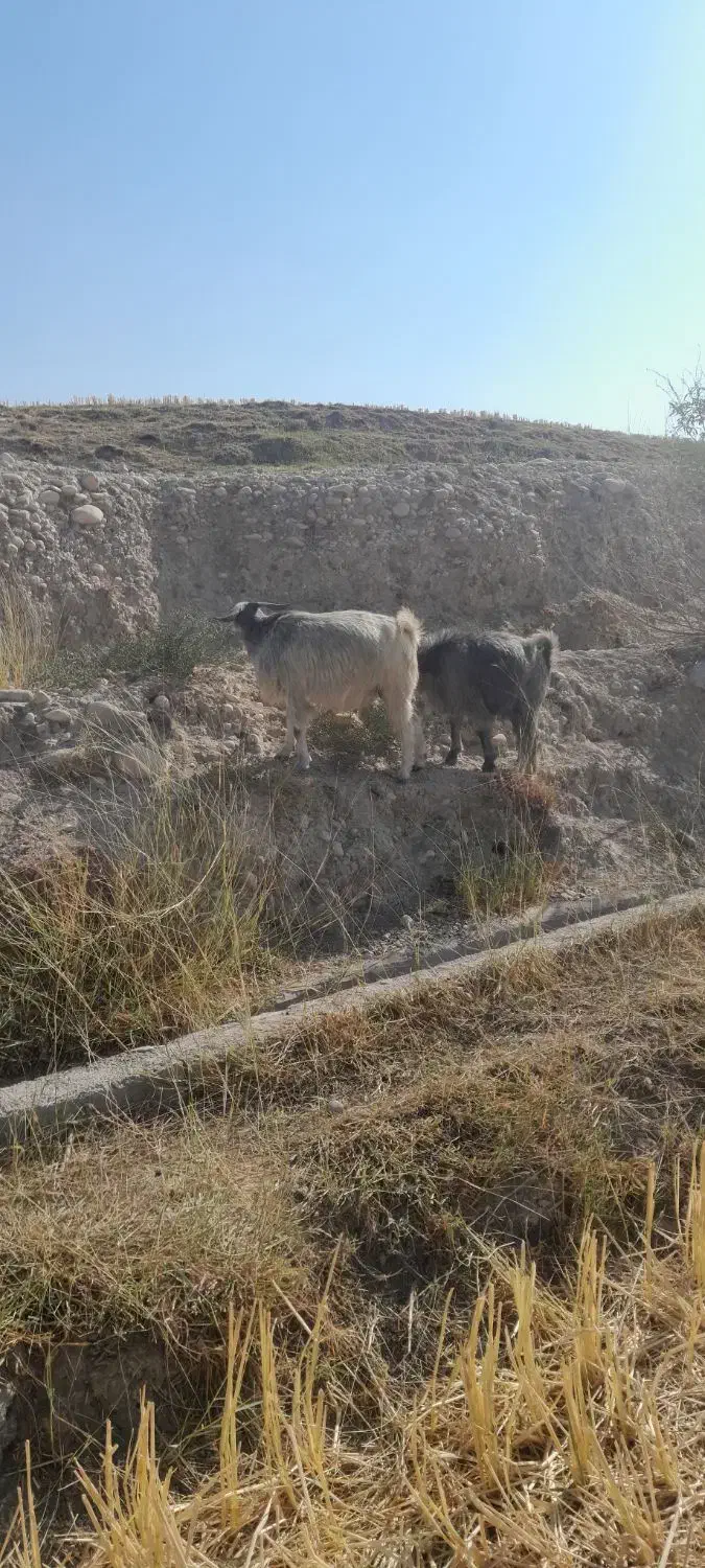 تیه بز|حیوانات مزرعه|باغ ملک, |دیوار