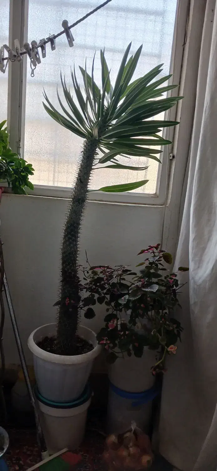 نخل ماداگاسکارا سرحال|گل و گیاه طبیعی|هشتگرد, شهرک گلها|دیوار