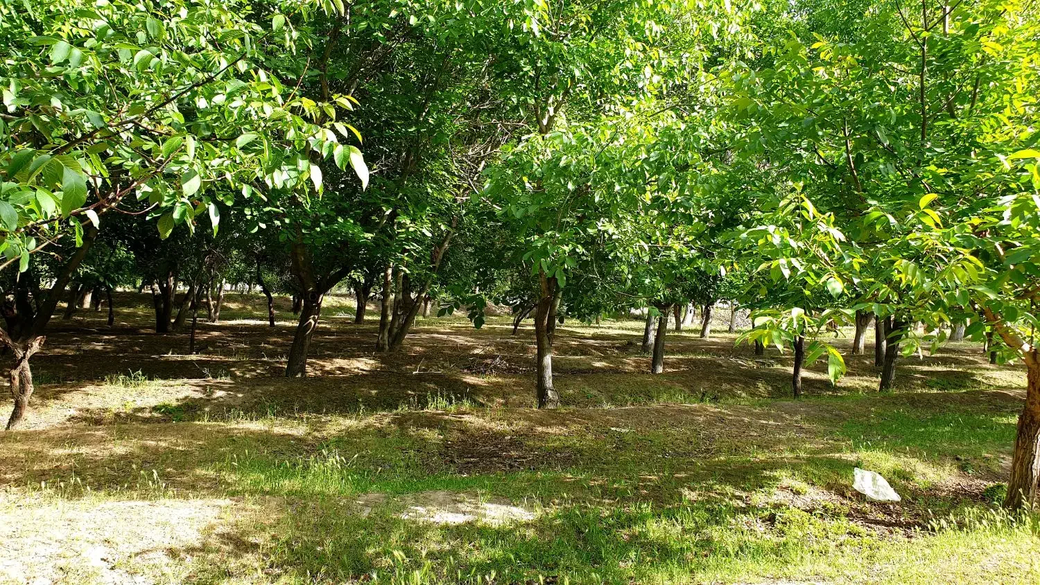 واقع در خسروشاه منطقه بالمان باشی|فروش زمین و ملک کلنگی|خسروشاه, |دیوار