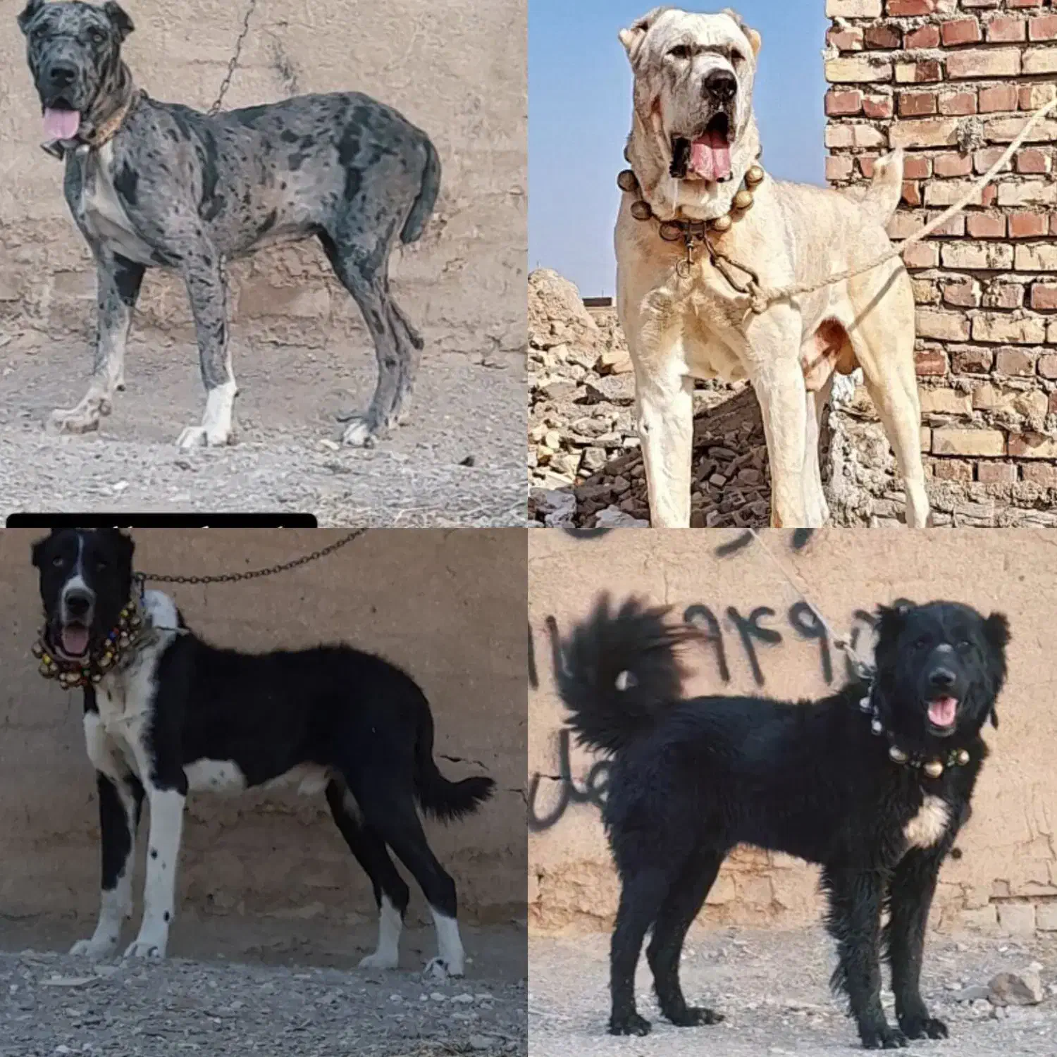 واگذاری سگ سراب افغان آلابای  پژدر|سگ|کرمانشاه, |دیوار