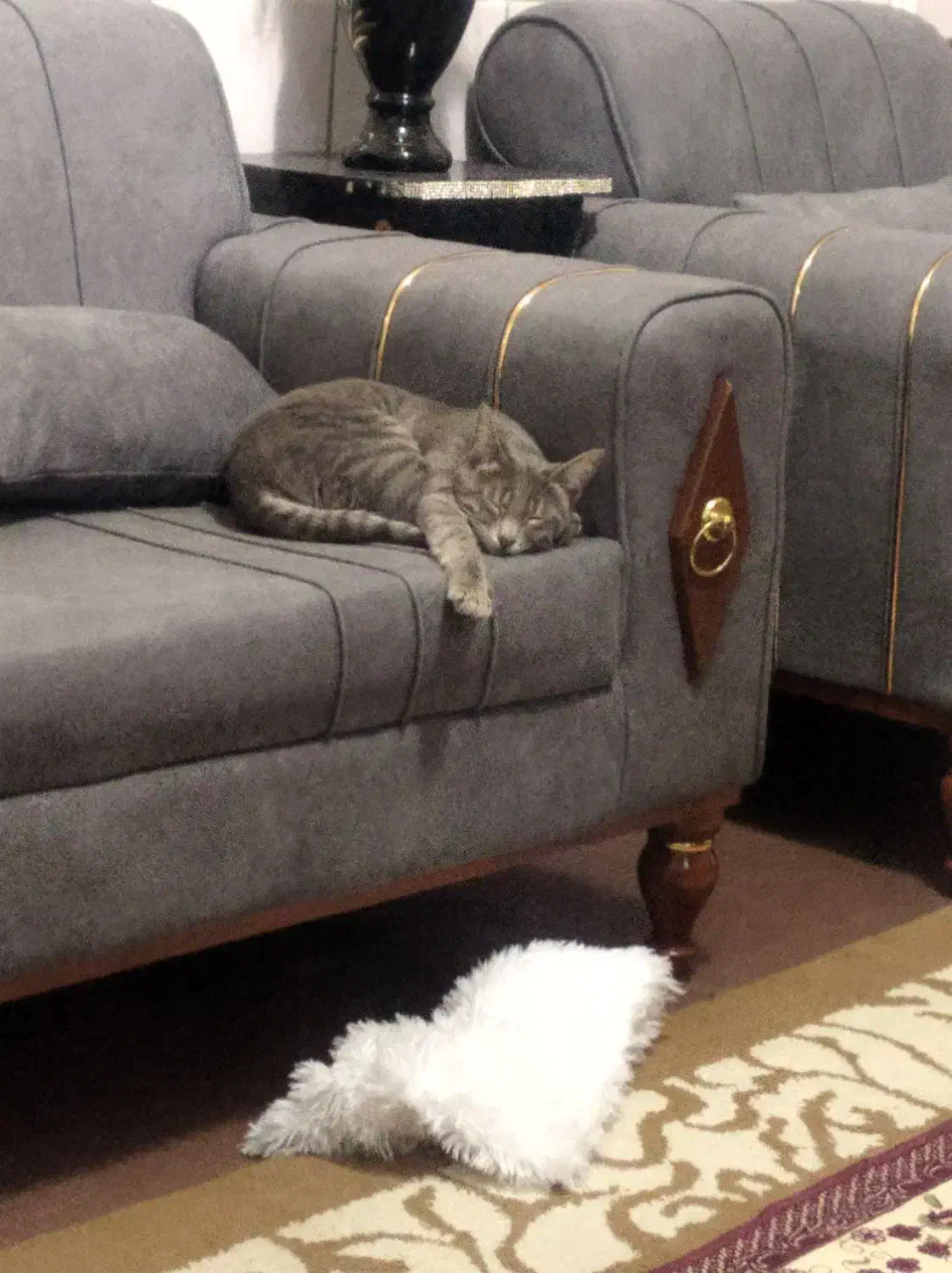 واگذاری مادربچه ها|گربه|قدس, شهرقدس|دیوار