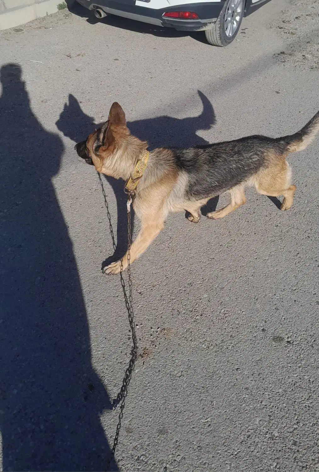 سگ شرمن شپرد|سگ|اسلامآباد غرب, |دیوار