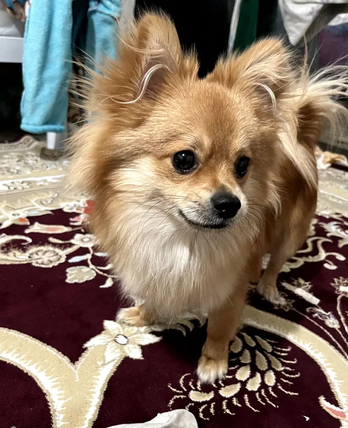 واگذاری سگ|سگ|کهنوج, |دیوار