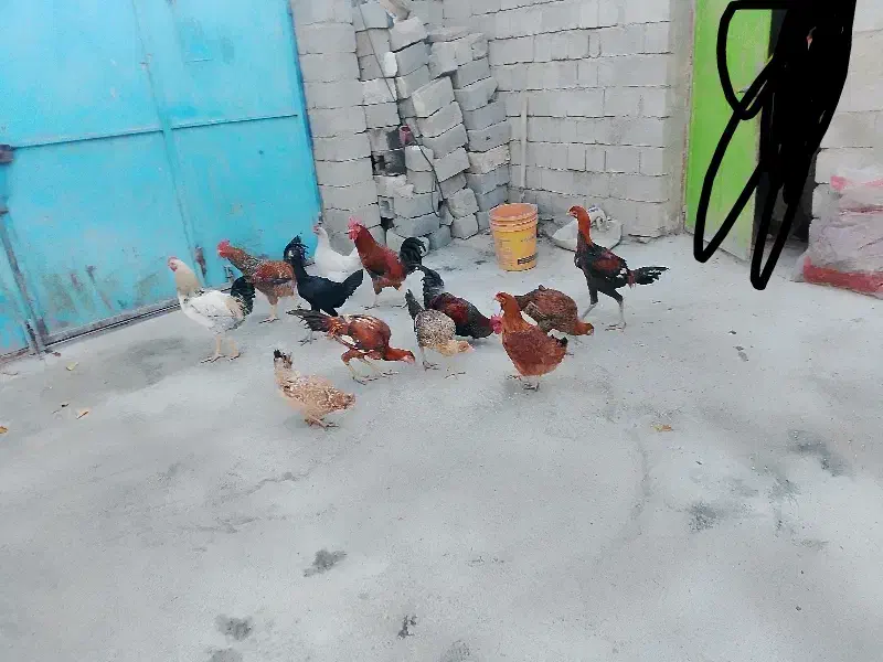 ۵خروس ۱۵مرغ|پرنده|لاجان, |دیوار