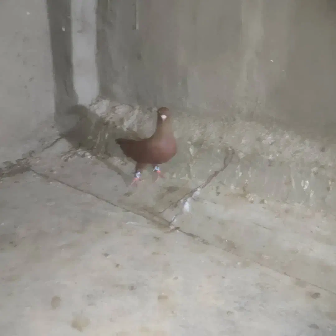 کبوتر رنگی|پرنده|بندر ماهشهر, |دیوار