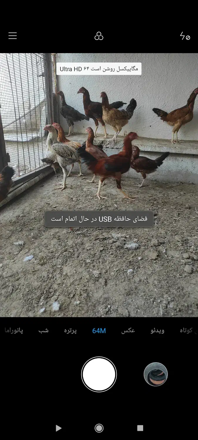 ۲۷ مرغ خروس نیمچه جوجه لاری|حیوانات مزرعه|بندرعباس, |دیوار