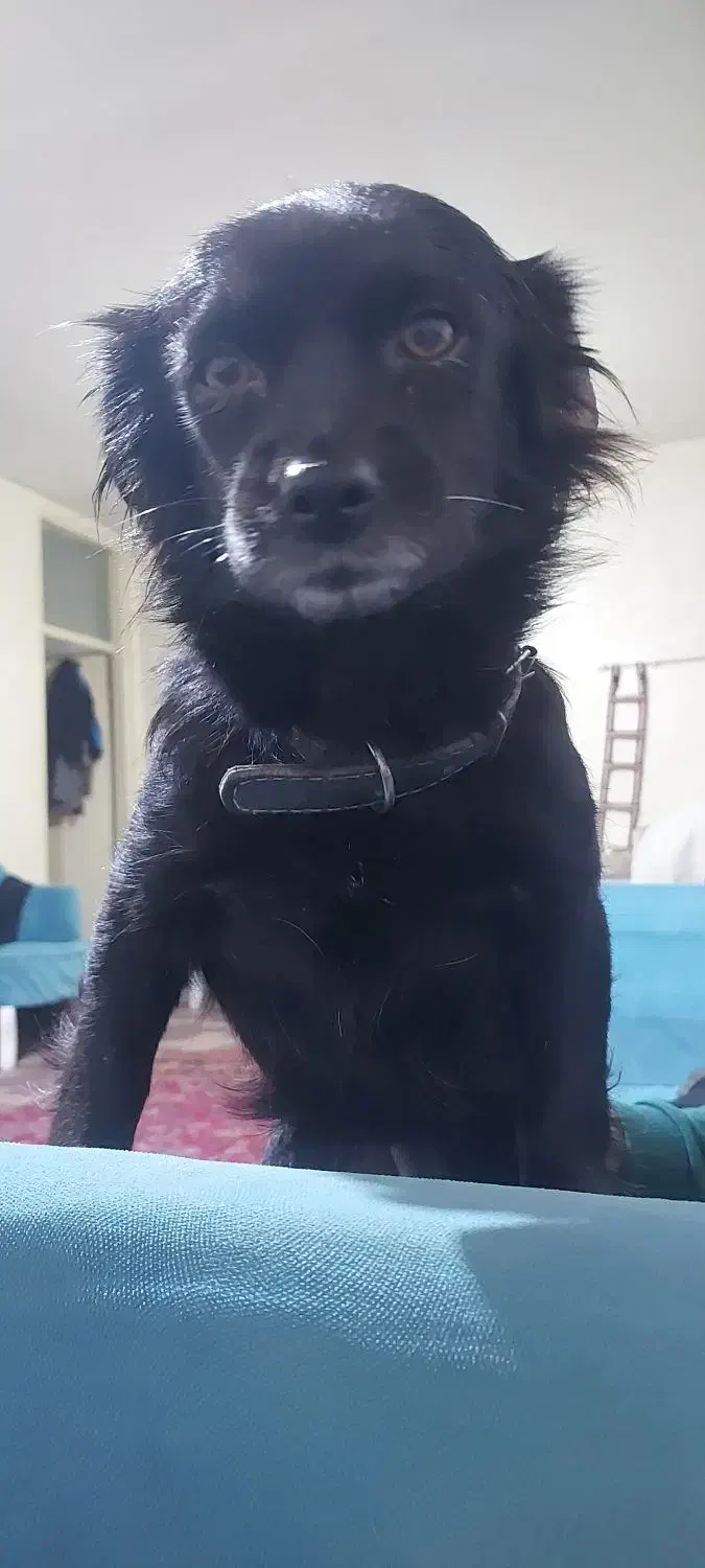 اشپیتزماده۲ساله|سگ|شهریار, کهنز|دیوار