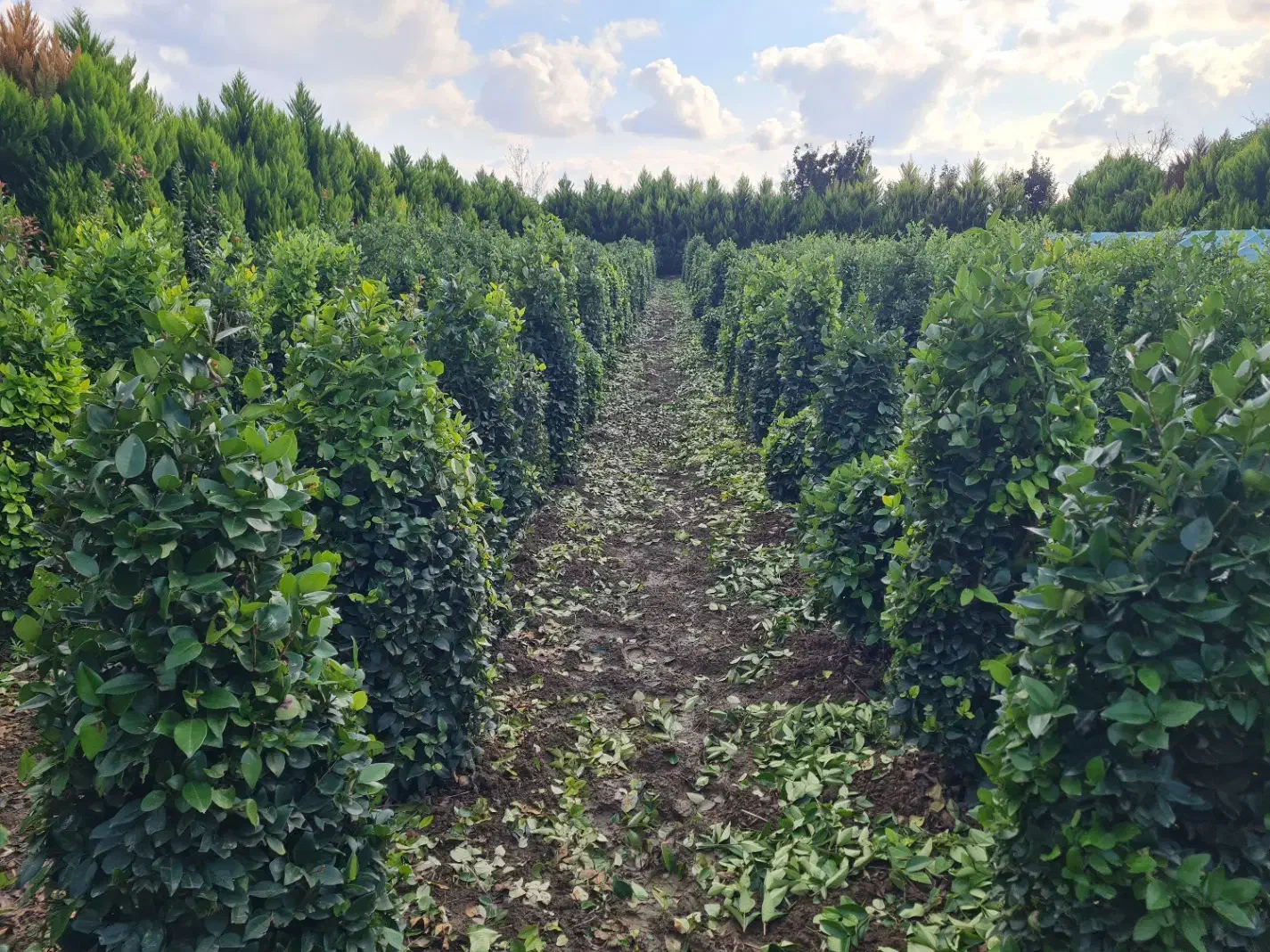 فروش درختچه یاس هلندی توپی و مخروطی|گل و گیاه طبیعی|بهنمیر, |دیوار