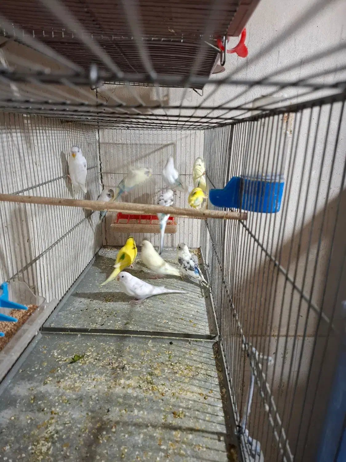 فنچ و مرغ عشق|پرنده|شهرکرد, |دیوار