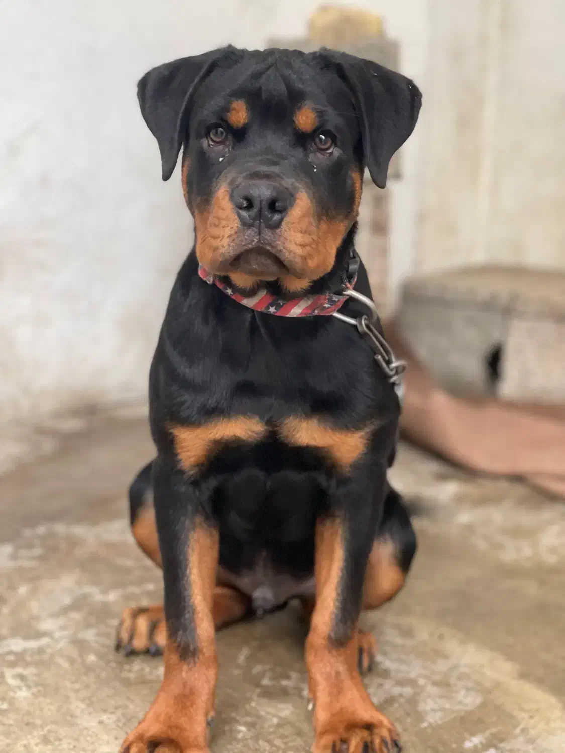 فروش سگ|سگ|کوچصفهان, |دیوار