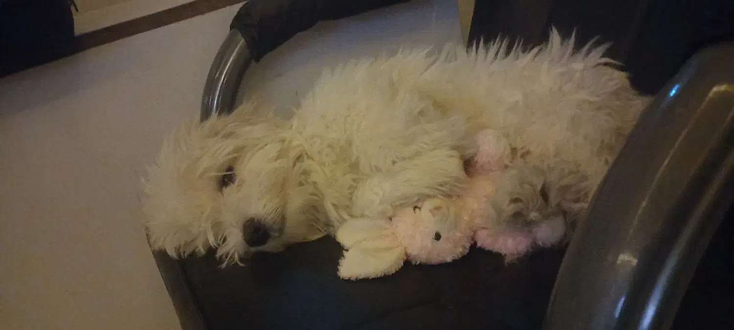 سگ شیتزو|سگ|بیرجند, |دیوار