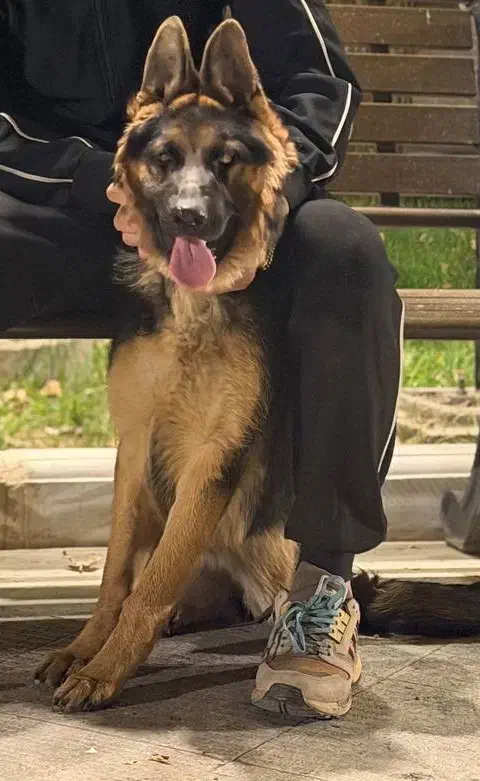 سگ ژرمن|سگ|قرچک, زیبا شهر|دیوار