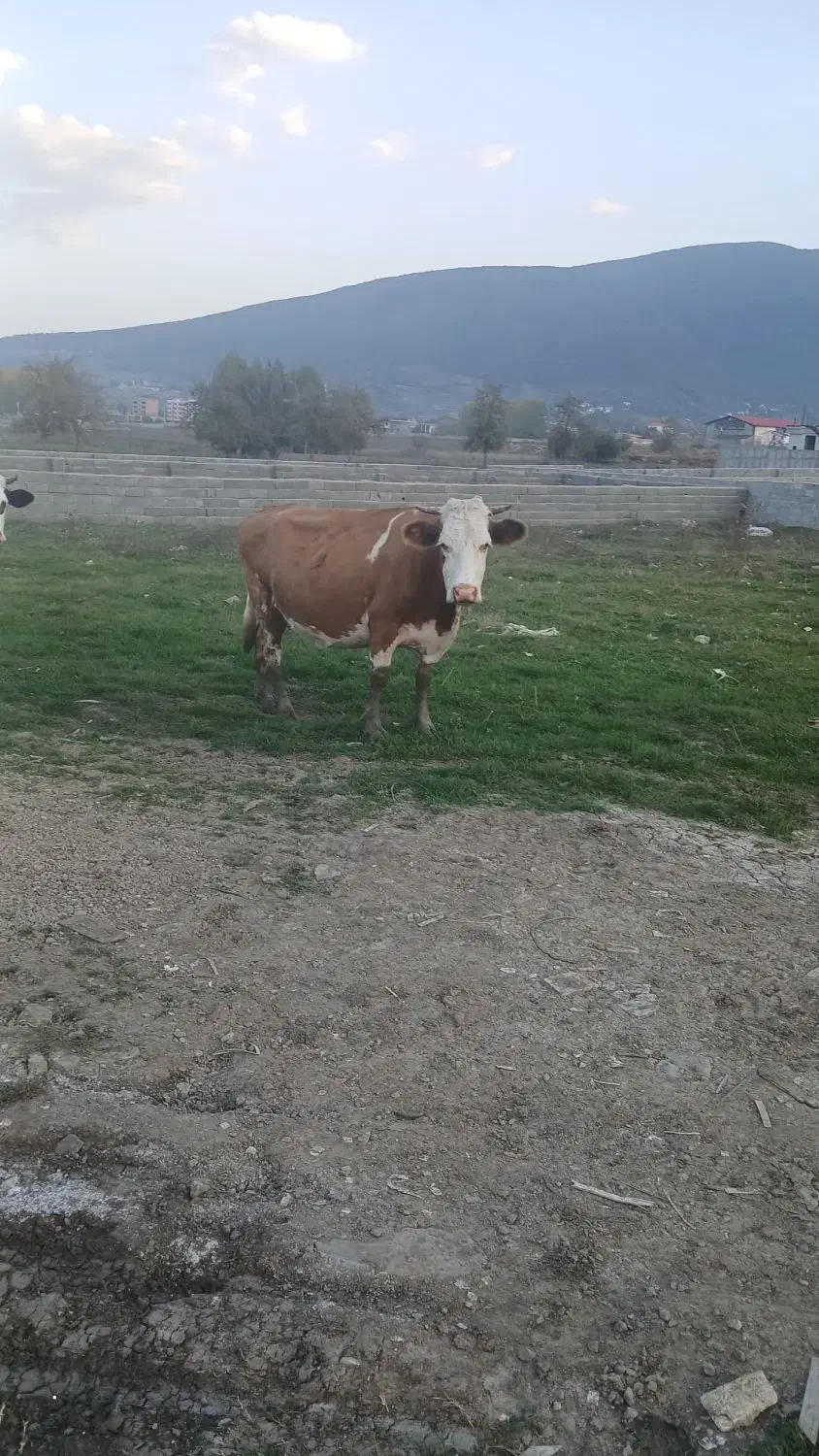 کارگر گاودرای|استخدام صنعتی، فنی، مهندسی|یزدان شهر, |دیوار